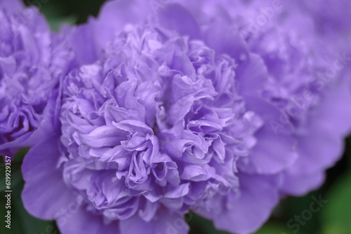 Abstract floral background, blue flower petals. Macro flowers backdrop for holiday. Purple peony flower petals. Beatuiful violet purple peony selective focus, close-up.