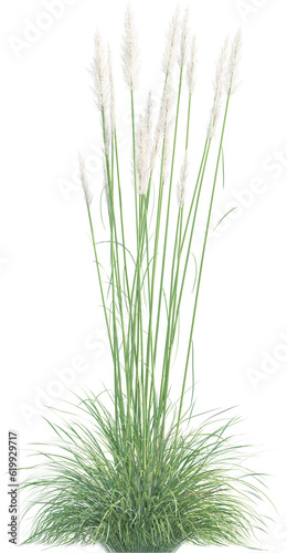Top view of pampas grass