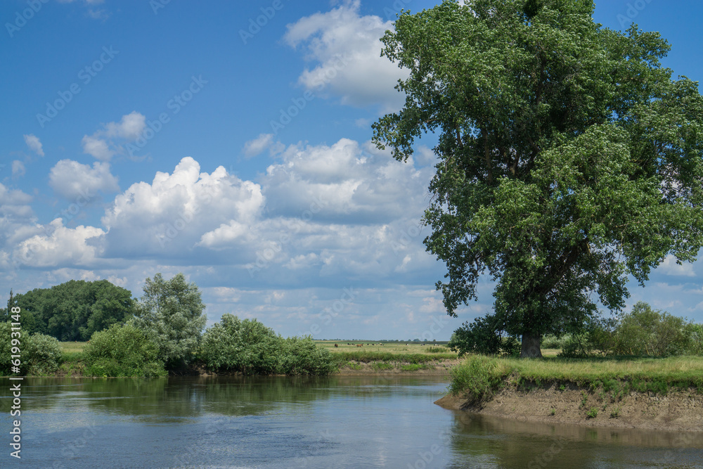 Summer landscape with a river and a single tree. Summer landscape with a river and a single tree.