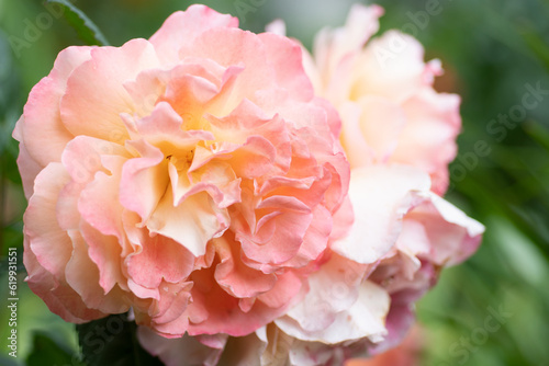 splendid huge royal double pink-yellow color roses blossom in garden. close up.