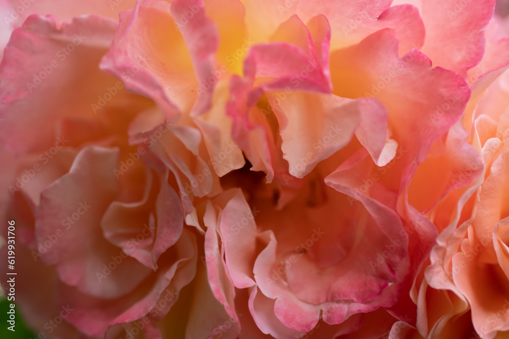 Fototapeta premium splendid huge royal double pink-yellow color roses blossom in garden. extreme macro shot.