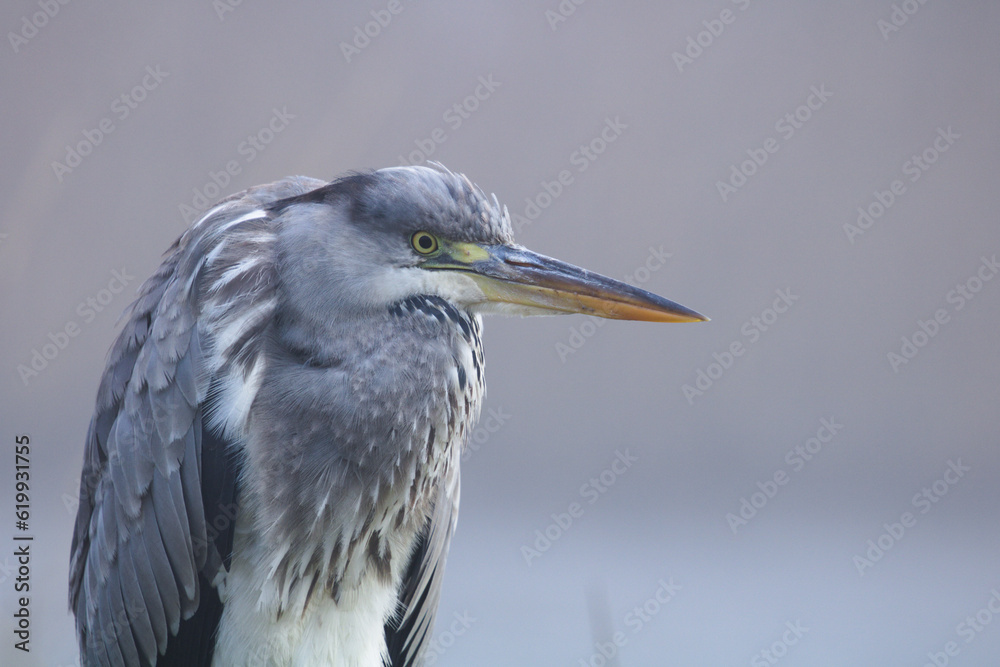 Gray heron. (Ardea cinerea). Gray heron perched on a branch, blue heron from lakes and rivers, wildlife in its natural habitat. Gray heron. (Ardea cinerea). Gray heron perched on a branch, blue heron from lakes and rivers, wildlife in its natural habitat.