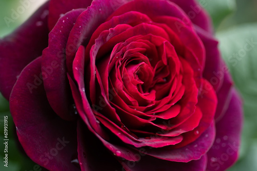 beautiful red-purple  burgundy  rose flower growth in garden.  macro shot.