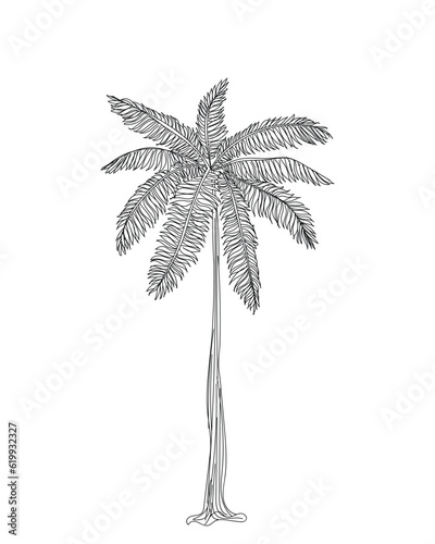palm tree silhouette