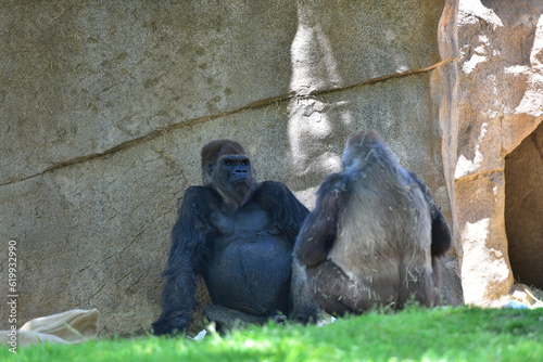 Gorilla in a zoo in Southern California