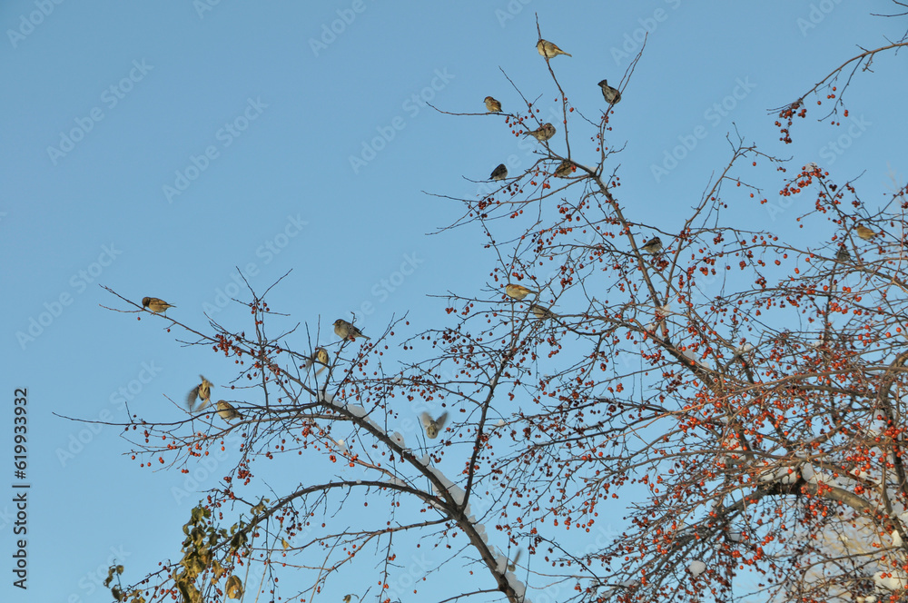 House Sparrows Feeding In Crabapple Trees in December In Wisconsin House Sparrows Feeding In Crabapple Trees in December In Wisconsin