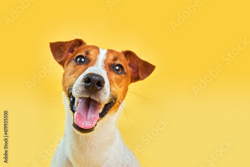 Headshot Portrait of cute funny dog jack russell terrier
