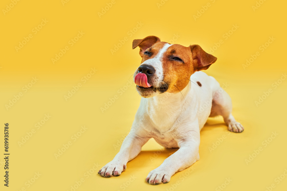 Happy dog lying on bright trendy yellow background