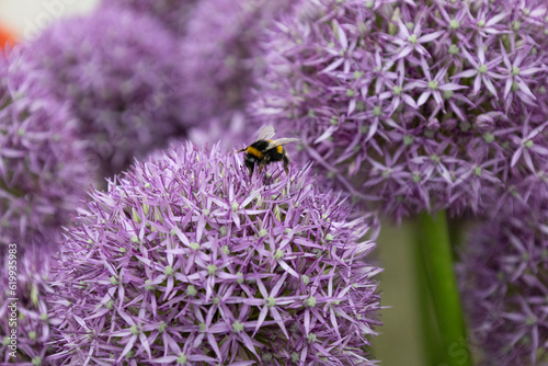 Bumblebee in allium giganteum photo