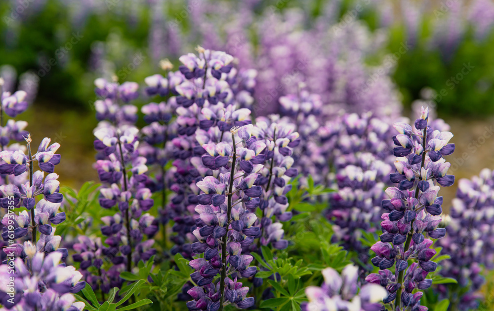 champ de fleur mauve sur un terrain vague en été lors d'une journée grise champ de fleur mauve sur un terrain vague en été lors d'une journée grise