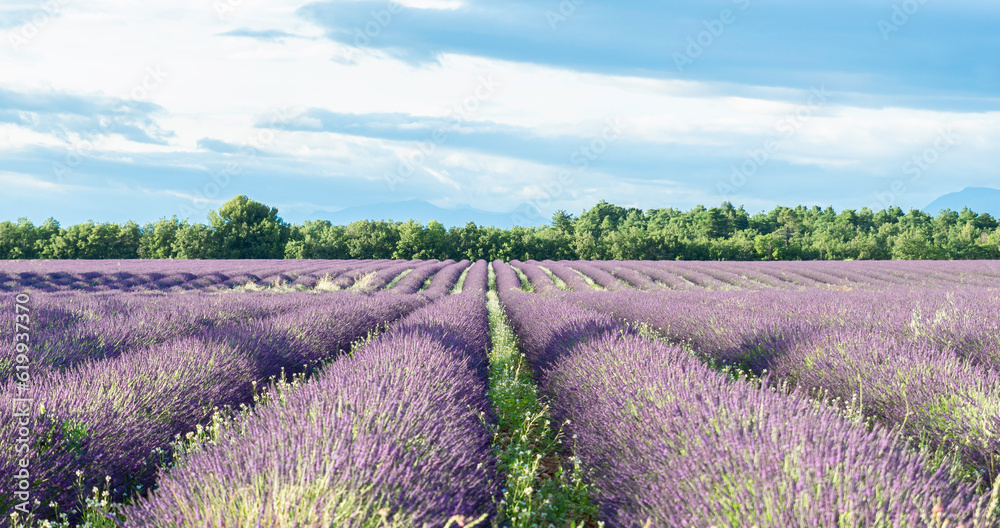 Obraz premium Champs de lavandes en fleurs sur le plateau de Valensole, en Provence, Sud de la France.
