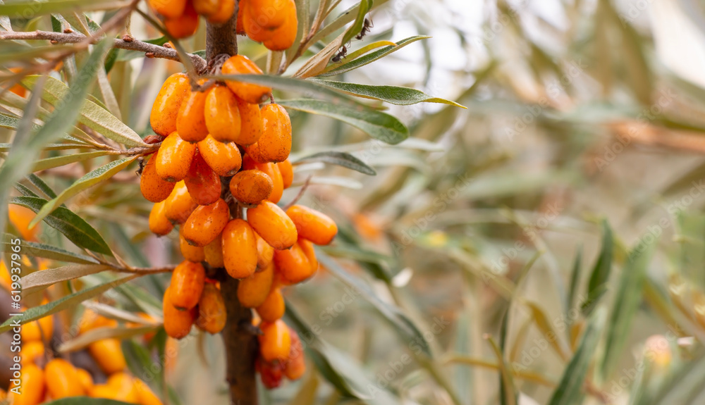 A lot of useful sea buckthorn berries on a bush with green leaves, the berry is a vitamin for immunity