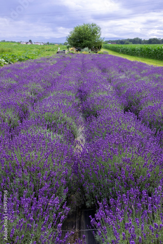 Rows of bushes of bright blooming purple lavender on a field in Styria