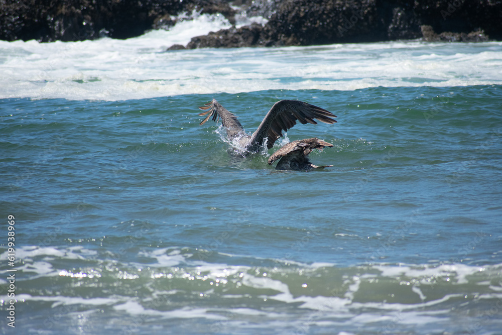 Fototapeta premium Swimming Pelicans