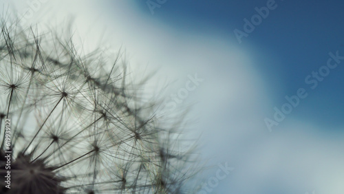 Dandelion Umbrellas: Close-Up of Dandelion Seeds, Against a Blue Sky Background
