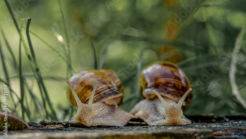 Nature's Delicate Dwellers: Two Burgundy Snails Amongst the Lush Green Grass
