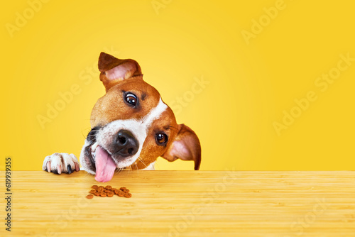 Fototapeta Jack Russell terrier dog eat meal from a table.