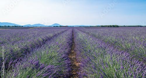 Champs de lavandes en fleurs sur le plateau de Valensole, en Provence, Sud de la France.