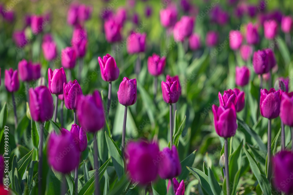 Purple tulips close-up. Flower festival. A blooming field of multicolored tulips in close-up as a concept of a holiday and spring.