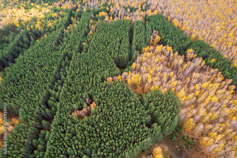 green coniferous forest and yellow birch trees green coniferous forest and yellow birch trees