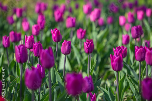 Purple tulips close-up. Flower festival. A blooming field of multicolored tulips in close-up as a concept of a holiday and spring.