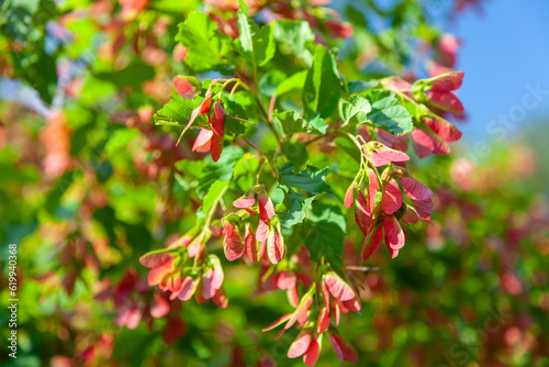 The colorful seeds of Tatarian maple with scarlet red samaras that contrasts beautifully with the rich green foliage appearing like the tree is in bloom. Hot Wings tree. Acer tartaricum.