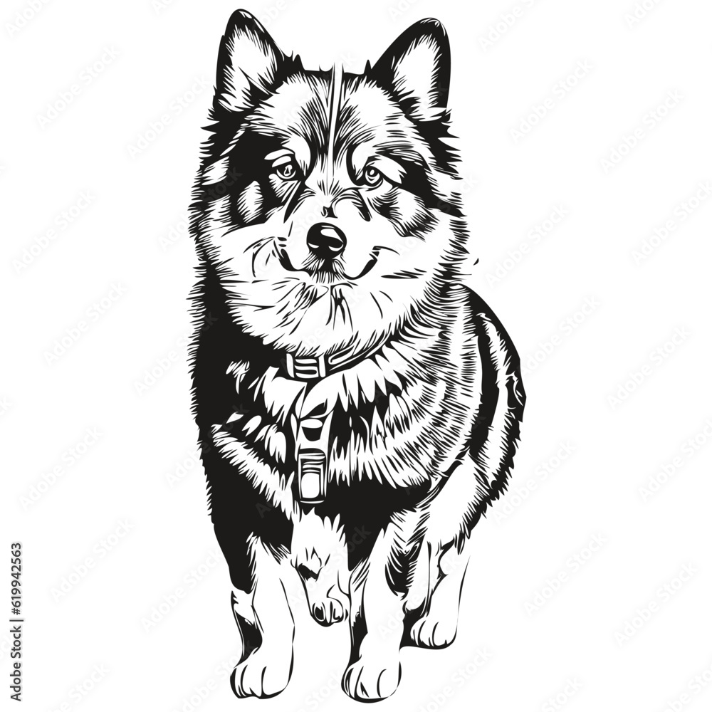 Fototapeta premium Finnish Lapphund dog pet sketch illustration, black and white engraving vector