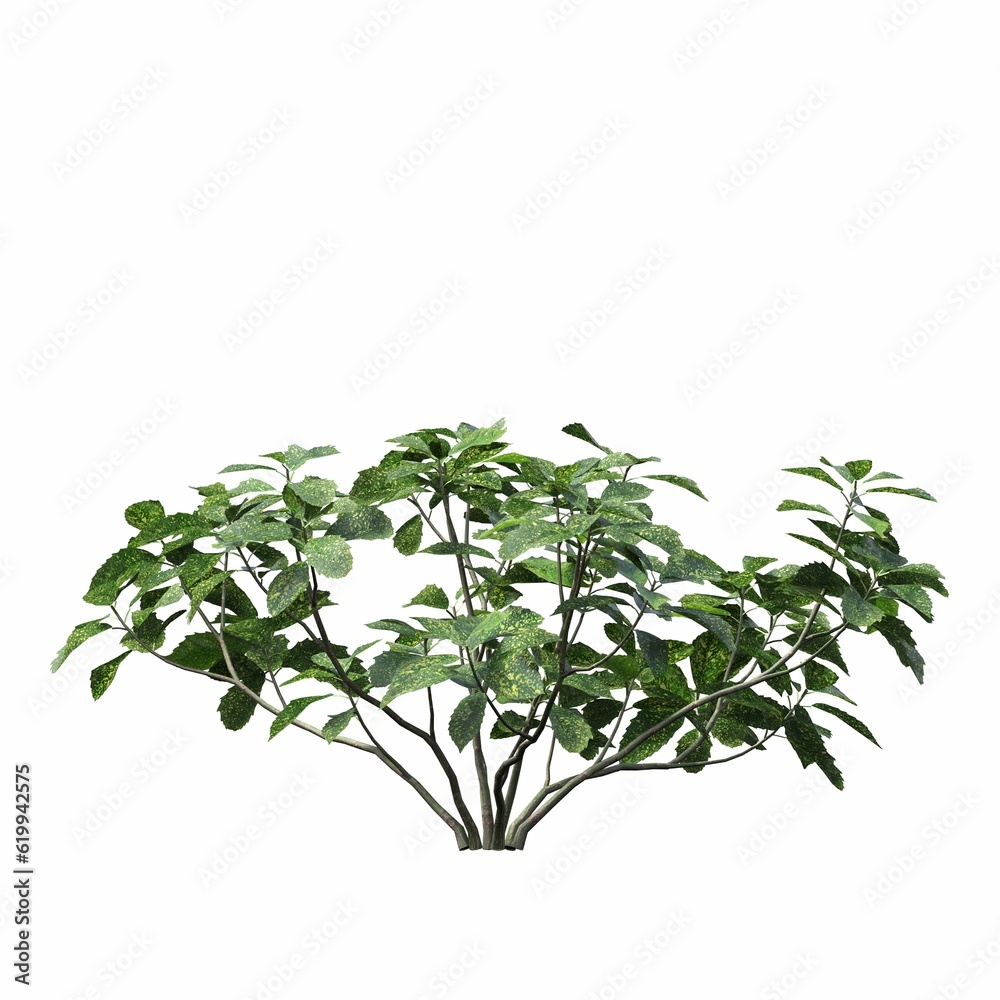 bush isolated on white background, 3D illustration, cg render
