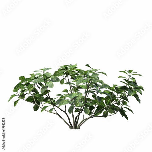 bush isolated on white background, 3D illustration, cg render 