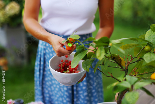 A farmer harvests ripe berries. Hands of a woman picking berries close-up.