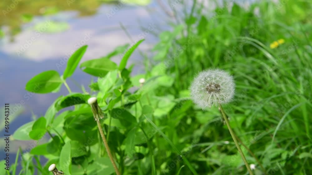 Nice dandelion flower on summer day, nature macro video 4k Nice dandelion flower on summer day, nature macro video 4k