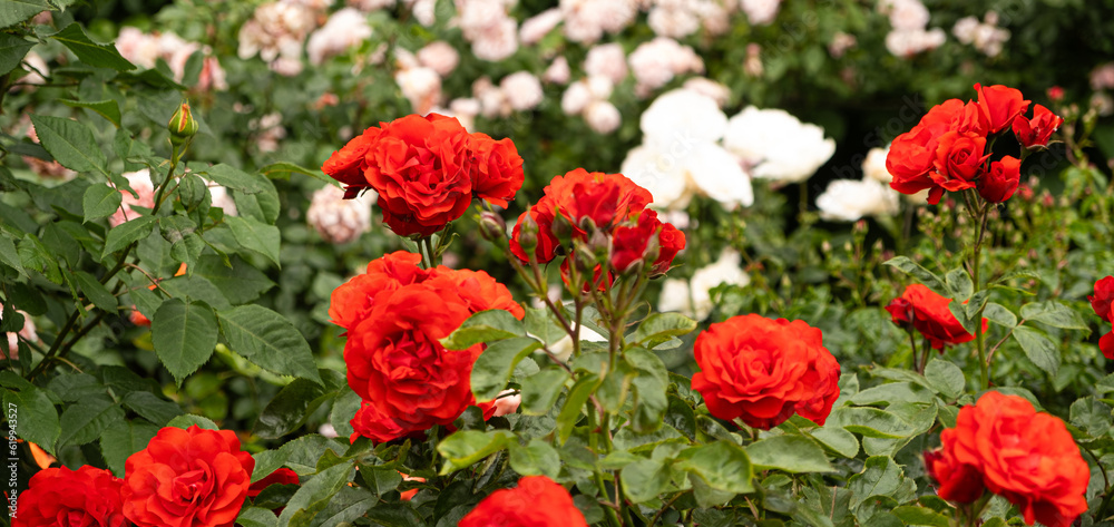 Red roses in the garden on a background of white roses. Breeding, caring for roses, beautiful postcard