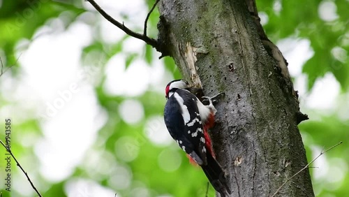 A spotted woodpecker breaks through the wood of a dried tree in search of beetle larvae for food, 4k video slow motion photo