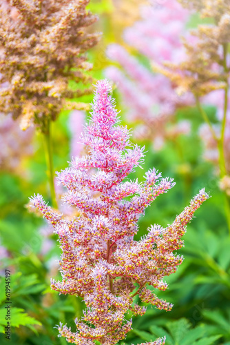 Chinese astilbe, Astilbe chinensis pumila, pink flowers in garden photo