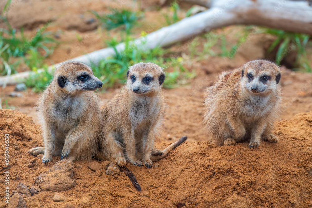 A group of cute meerkats. Meerkat Family are sunbathing.