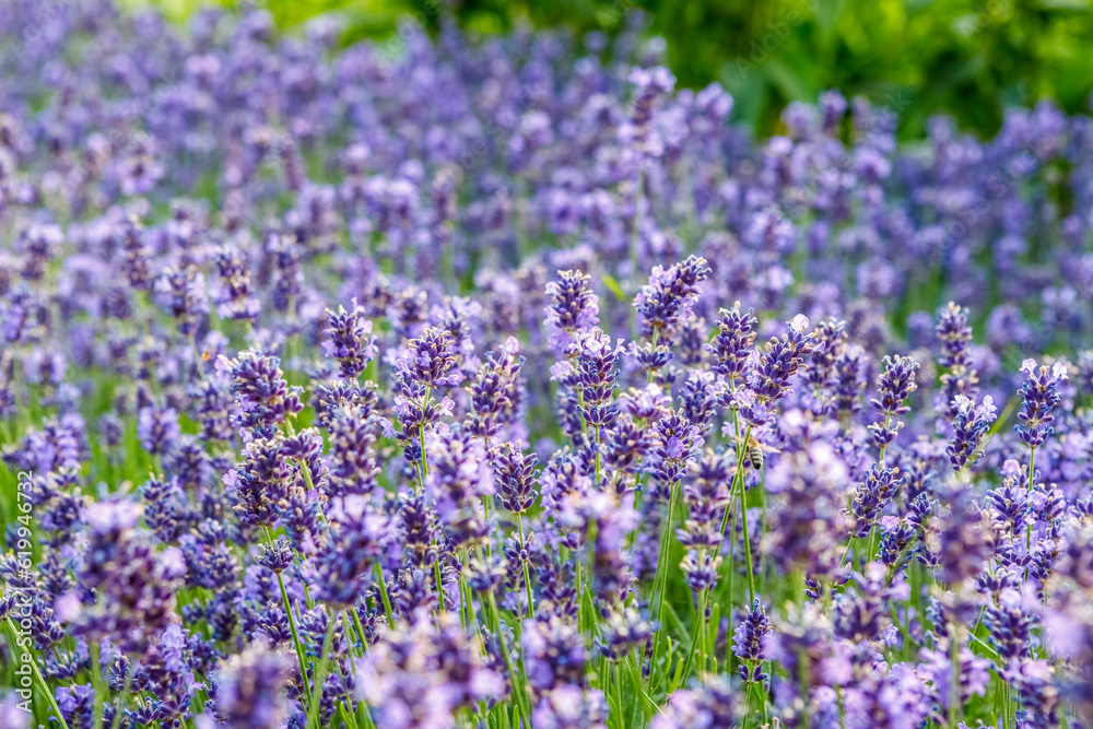 Beautiful summer frames, flowers, bees