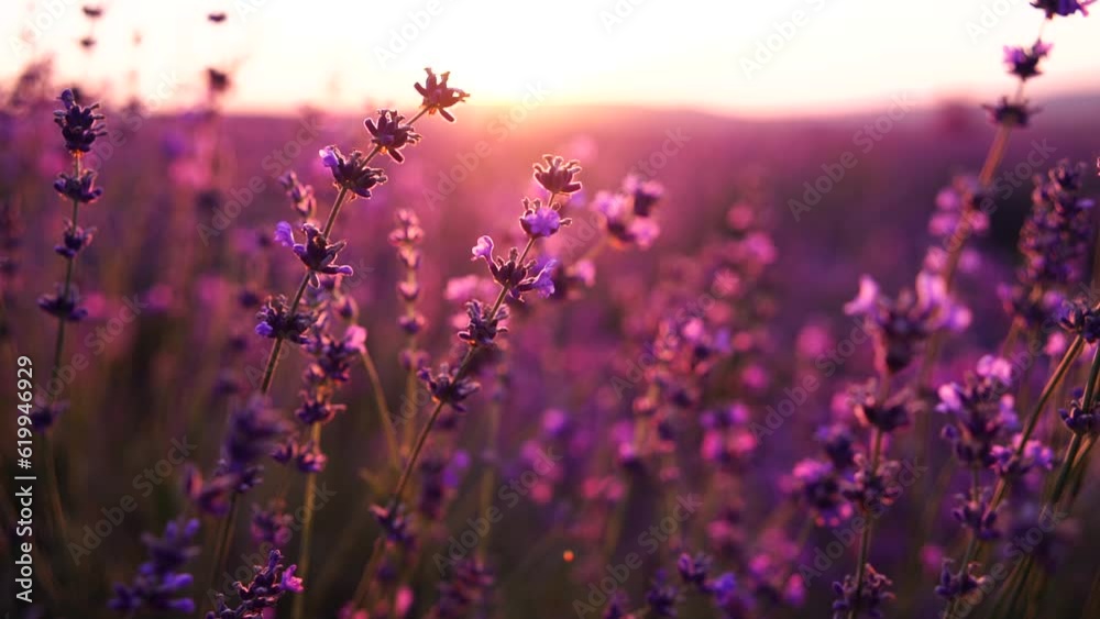 Blooming lavender field sunset. Selective focus. Lavender flower spring background with beautiful purple colors and bokeh lights. Provence, France. Close up. Blooming lavender field sunset. Selective focus. Lavender flower spring background with beautiful purple colors and bokeh lights. Provence, France. Close up.