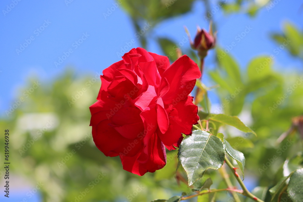 Rosa rugosa (rugosa rose, beach rose, Japanese rose, Ramanas rose, or letchberry) is a species of rose native to eastern Asia, in northeastern China, Japan, Korea and southeastern Siberia