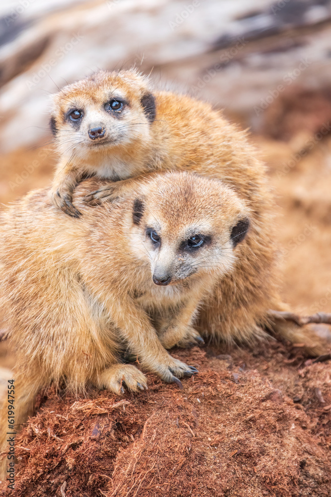 Fototapeta premium A group of cute meerkats. Meerkat Family are sunbathing.