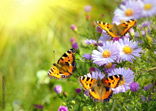three butterflies on the blooming flowers in the garden © artjazz