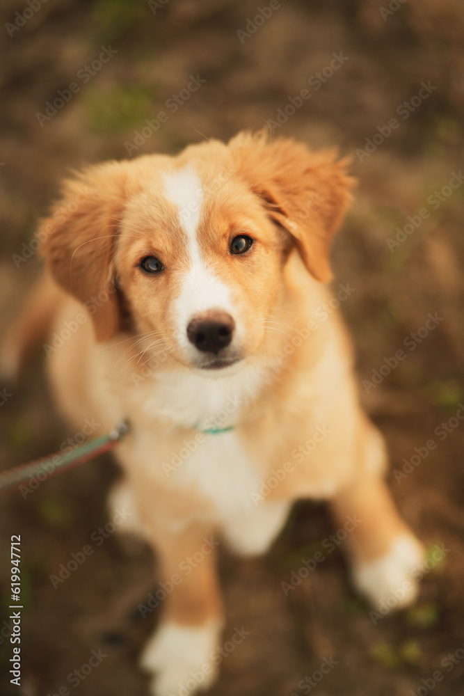 cute nova scotian duck toller retriever puppy dog portrait looking up at the camera