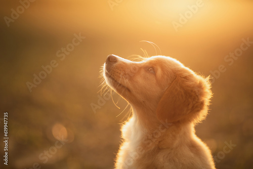 Foto cute nova scotian duck toller retriever puppy dog profile portrait at sunset