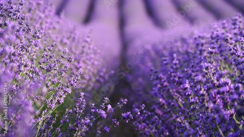 Blooming lavender field. Beautiful purple flowers. Regional organic cultivation. photo