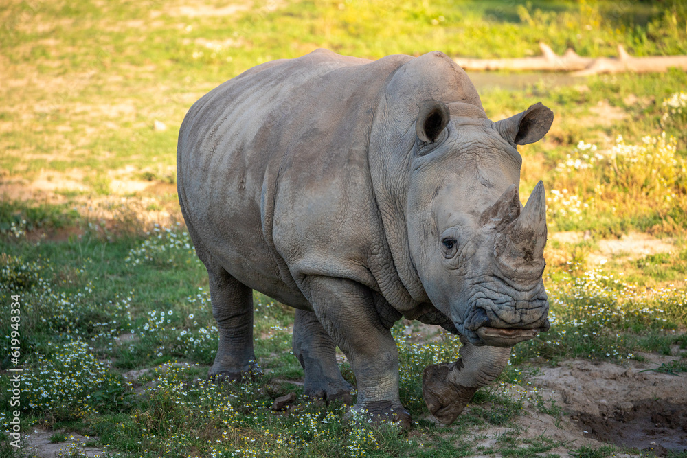 White rhino with big horns walking in the late afternoon sun White rhino with big horns walking in the late afternoon sun
