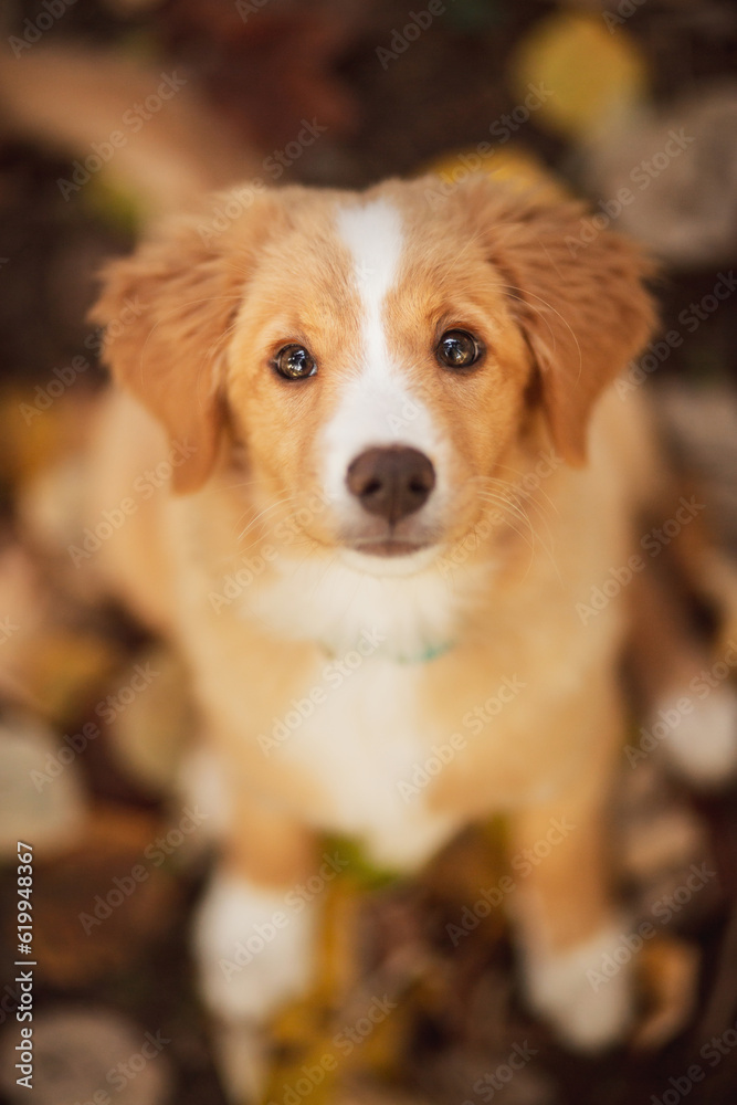 cute nova scotian duck toller retriever puppy dog portrait looking up at the camera
