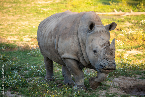 White rhino with big horns walking in the late afternoon sun