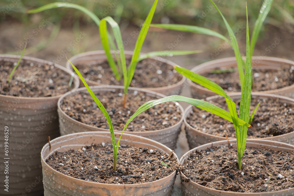 Seedlings of Washingtonia robusta palm trees in pots in the garden Seedlings of Washingtonia robusta palm trees in pots in the garden
