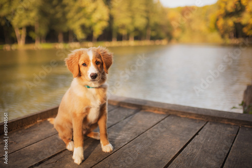 cute nova scotian duck toller retriever puppy dog sitting on a dock at a lake in autumn photo
