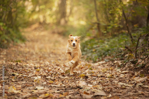 cute nova scotian duck toller retriever puppy dog running in an autumn forest