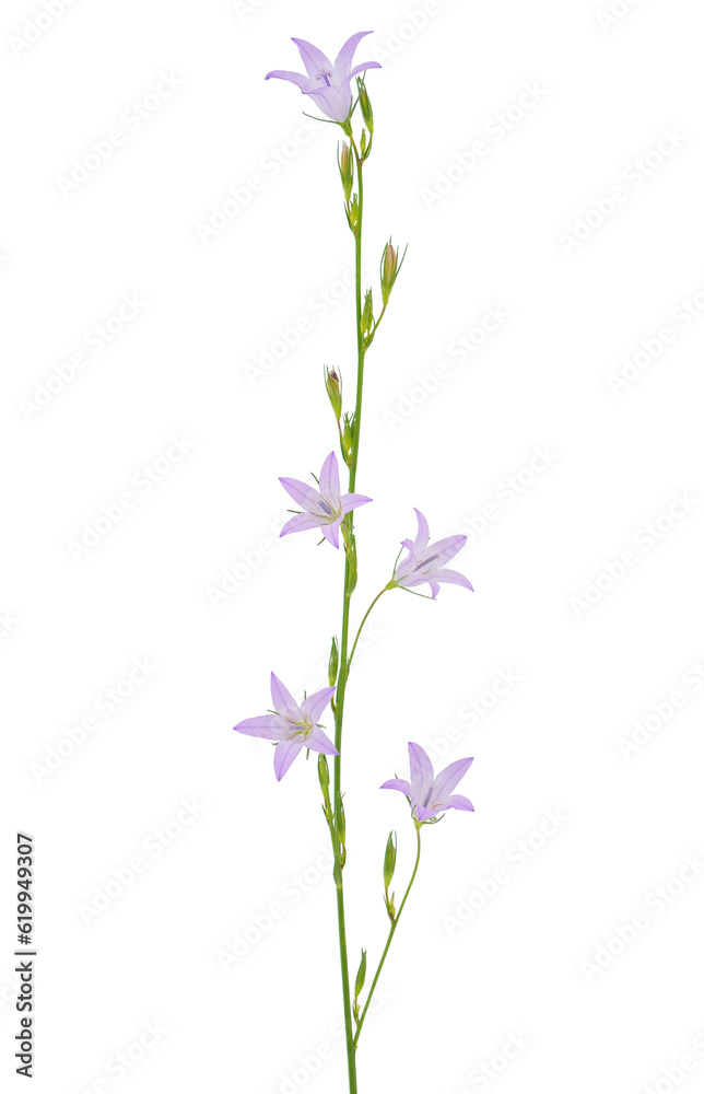 Rampion bellflower isolated on white background, Campanula rapunculus